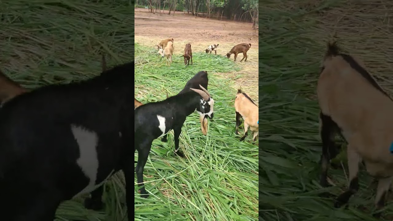 A ZERO -GRAZING CUT AND CARRY SYSTEM FOR CATTLE, GOATS AND SHEEP INVOLVED AT PEGO AGRO FARMS LIMITED