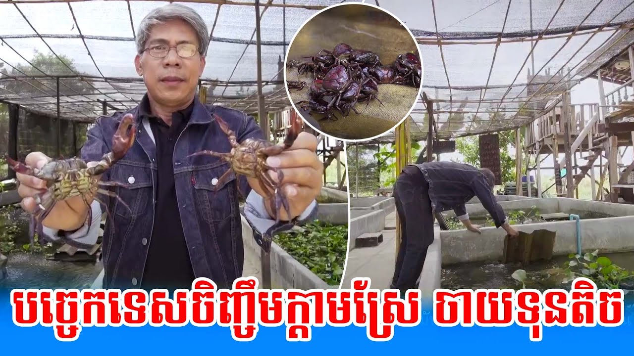 បច្ចេកទេសចិញ្ចឹមក្ដាមស្រែ ចាយទុនតិច | កម្មវិធីកសិកម្ម