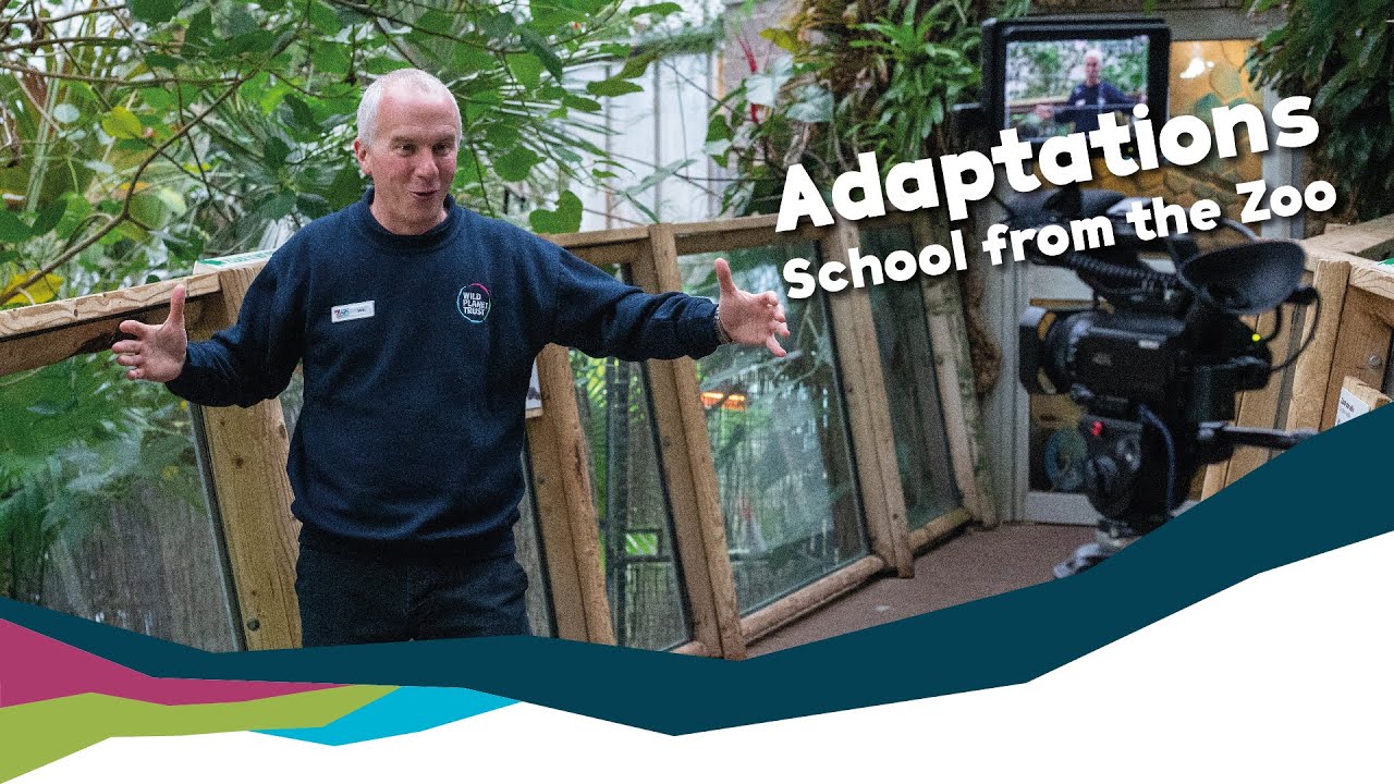 'School From the Zoo' Adaptations (KS2) Online Lesson