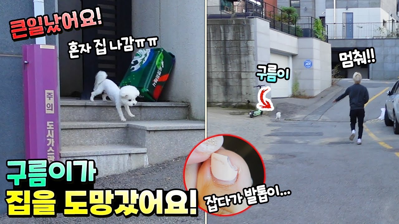 큰일났어요! 구름이가 집을 도망갔어요! 따라가다 발톱 깨지고 ㅠㅠ 어떻게 하죠? 집 만들기 비숑 반려견 키우기 전설 포켓몬 뽑기 흔한 가족 일상 | 말이야와친구들