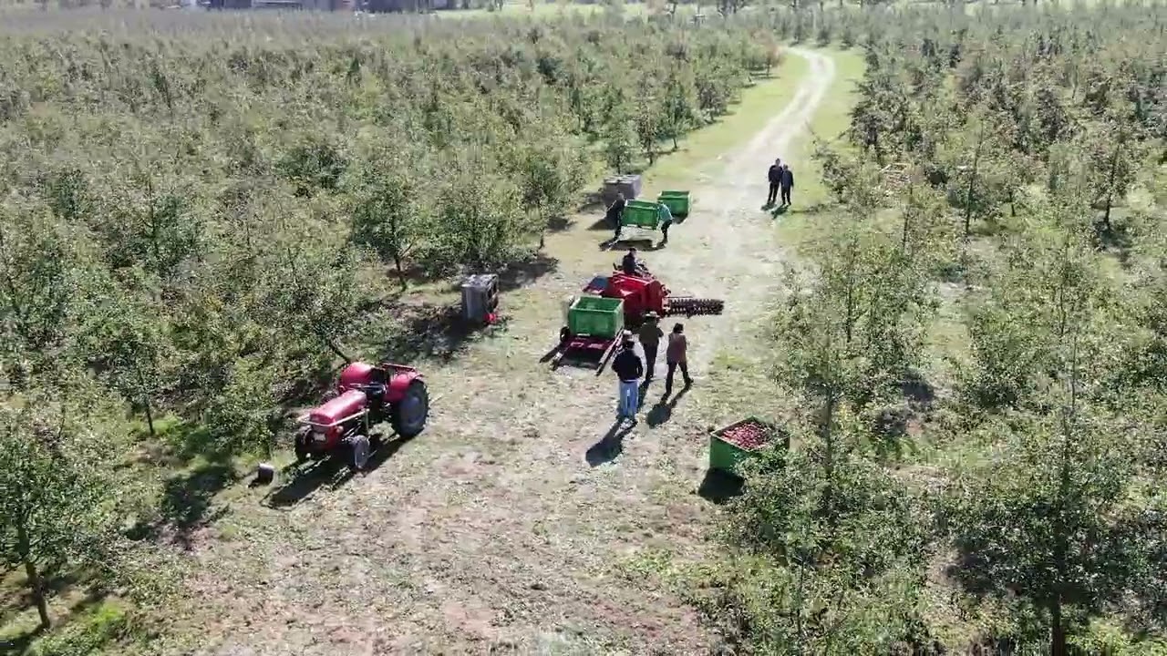 OB80R Kistenwagen, Obstauflesemaschine, bin trailer, apple harvester, Apfelauflesemaschine top view