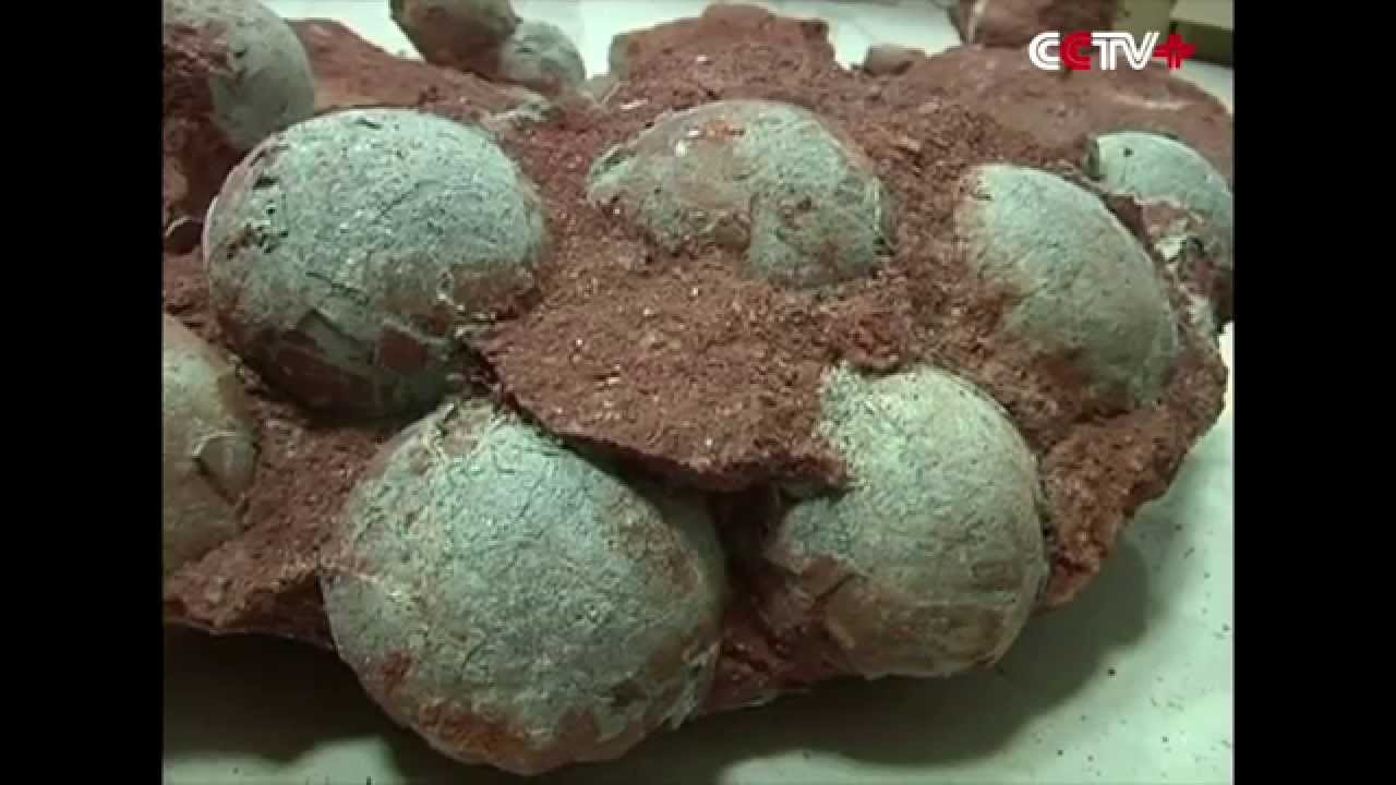 Fossilized Dinosaur Eggs Unearthed in S China