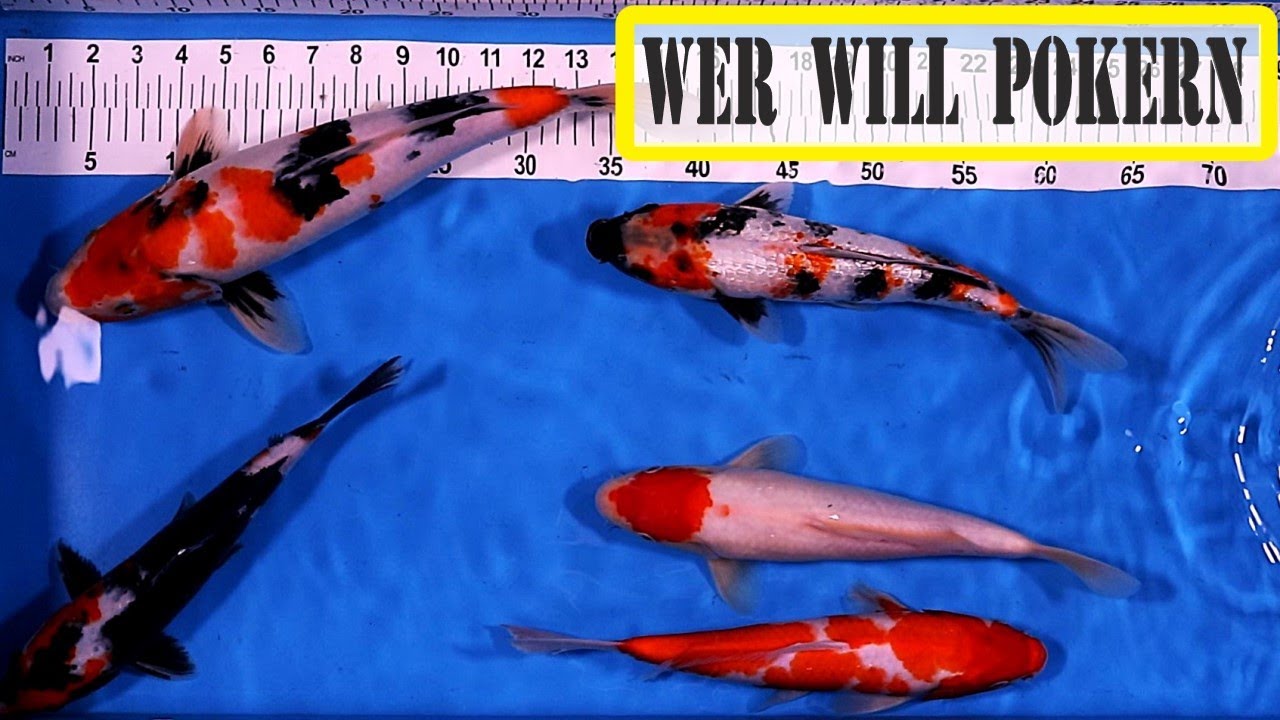 Selecting Koi - Gosanke