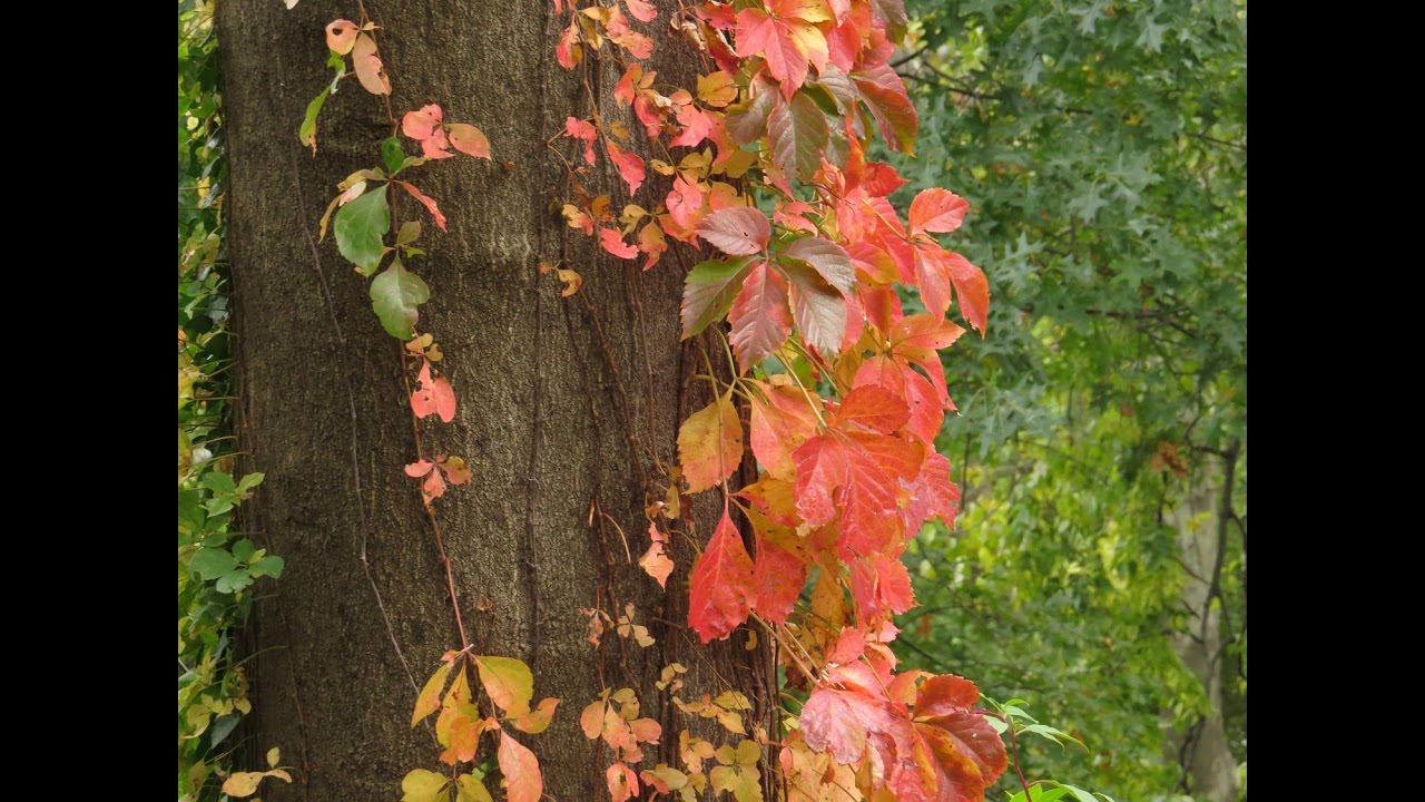 The Falling Leaves