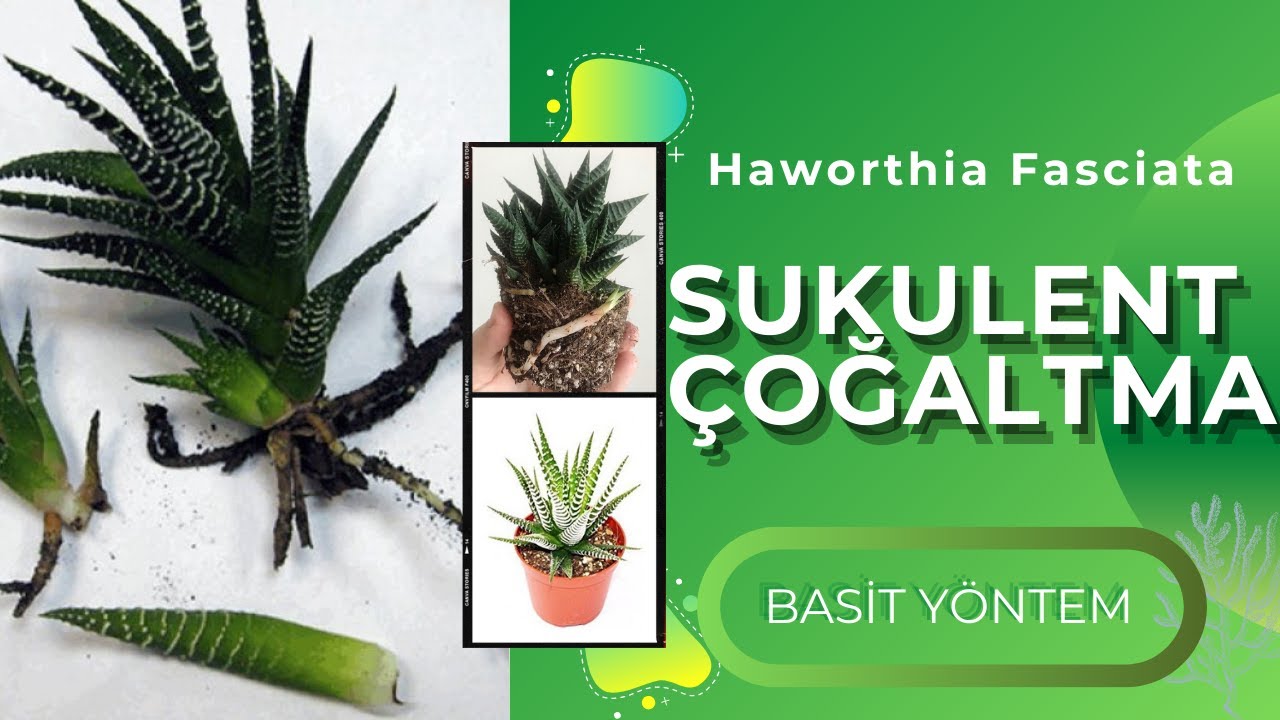 Zebra Sukulent Çoğaltma 🌵 (Haworthia Fasciata Succulent)👌