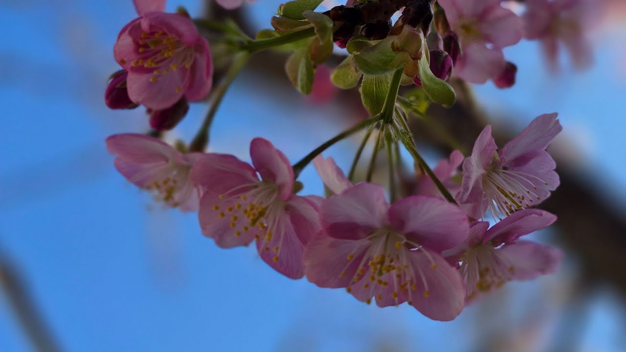 Life in Tokyo!  is live! Sakura cherry blossoms in tokyo! #sakura #cherryblossom #viralvideo #tokyo