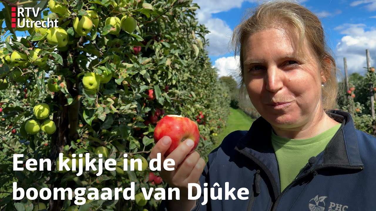 Mooie rode appels en grote peren, de Utrechtse fruitoogst is heel goed dit jaar | RTV Utrecht