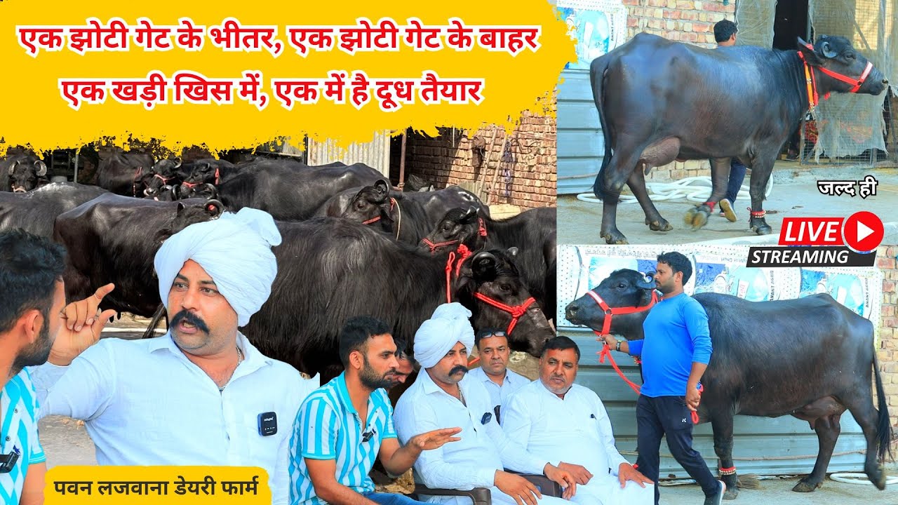 लाइव मिल्किंग की तैयारी जल्दी ही फार्म से || पवन लाजवाना डेयरी फार्म || Pawan Lajwana Dairy Farm