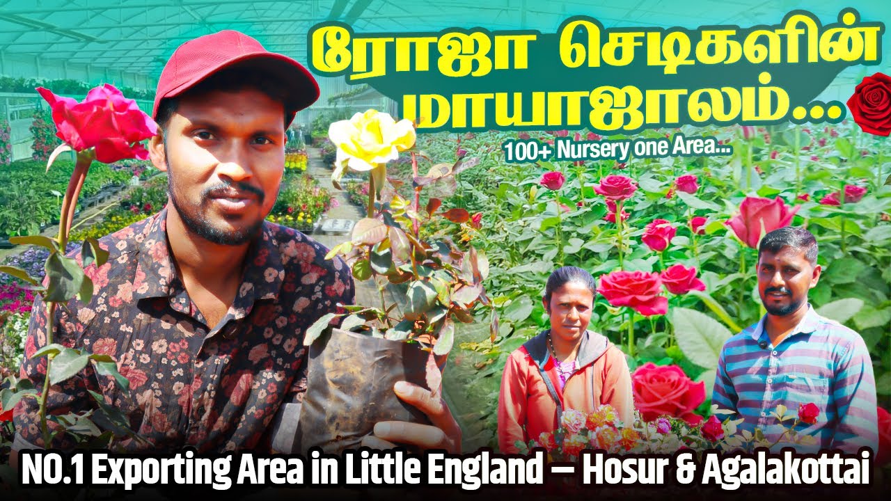 ரோஜா செடிகளின் மாயாஜாலம் 🌹✨  Hosur & Agalakottai – India’s No 1 Rose Plant Hub!