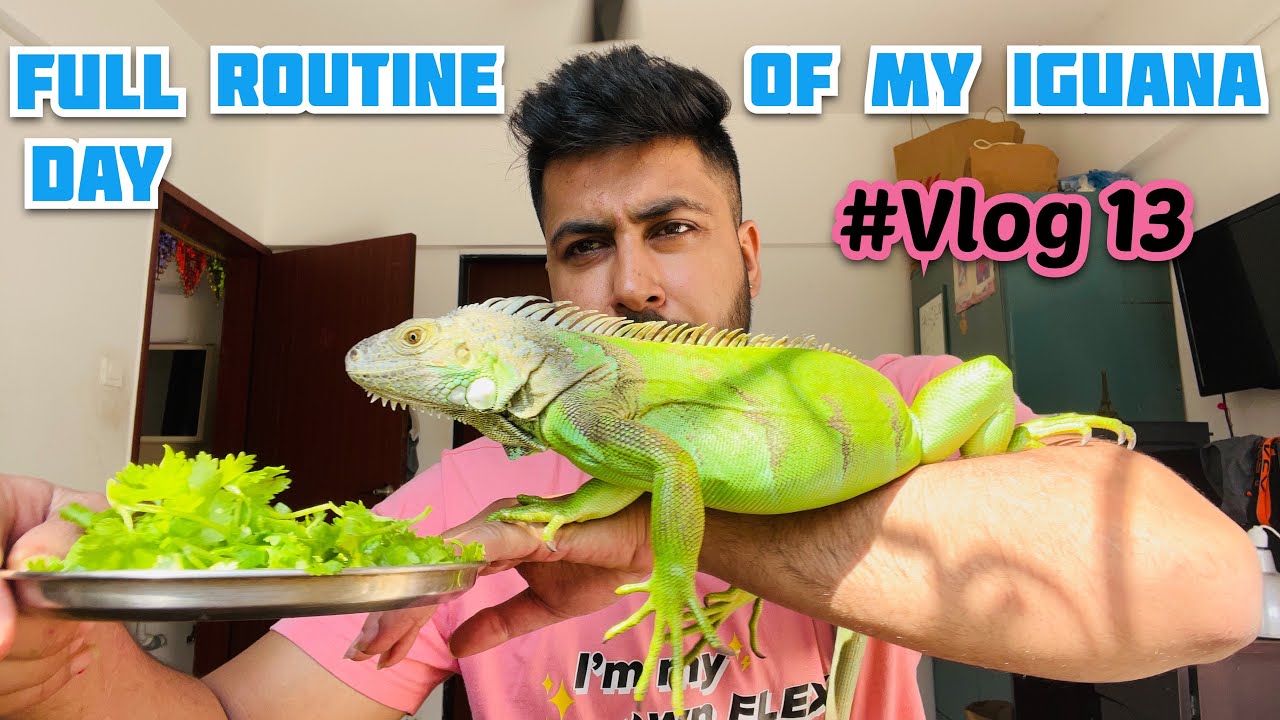 #vlog