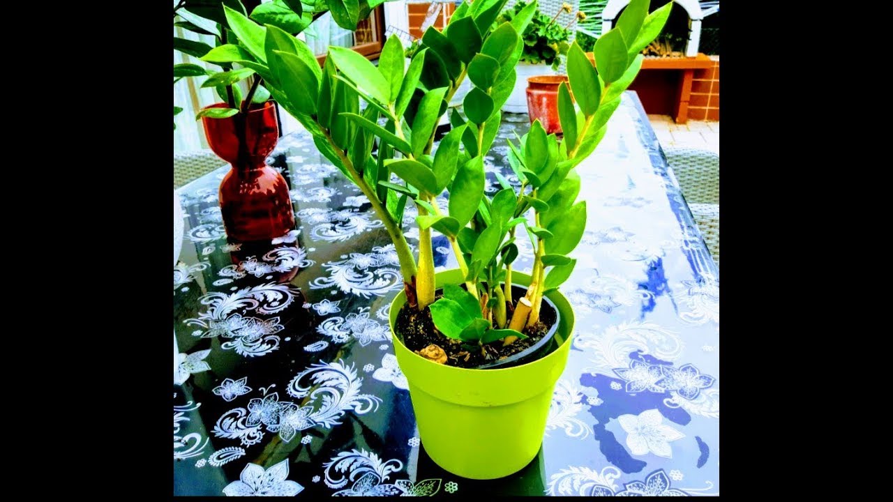 نبات الزاميا  العناية به و تكاثره ونوع السماد المستعمل