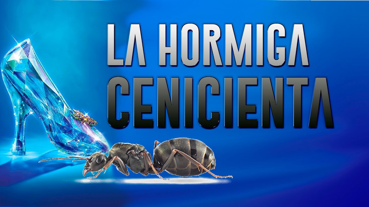 ANTenas || Formica cinerea - La hormiga Cenicienta