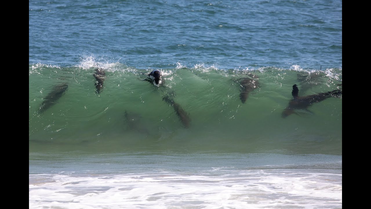 Offroad Adventure Namibia Day 21 Walvis Bay - Pelican Point