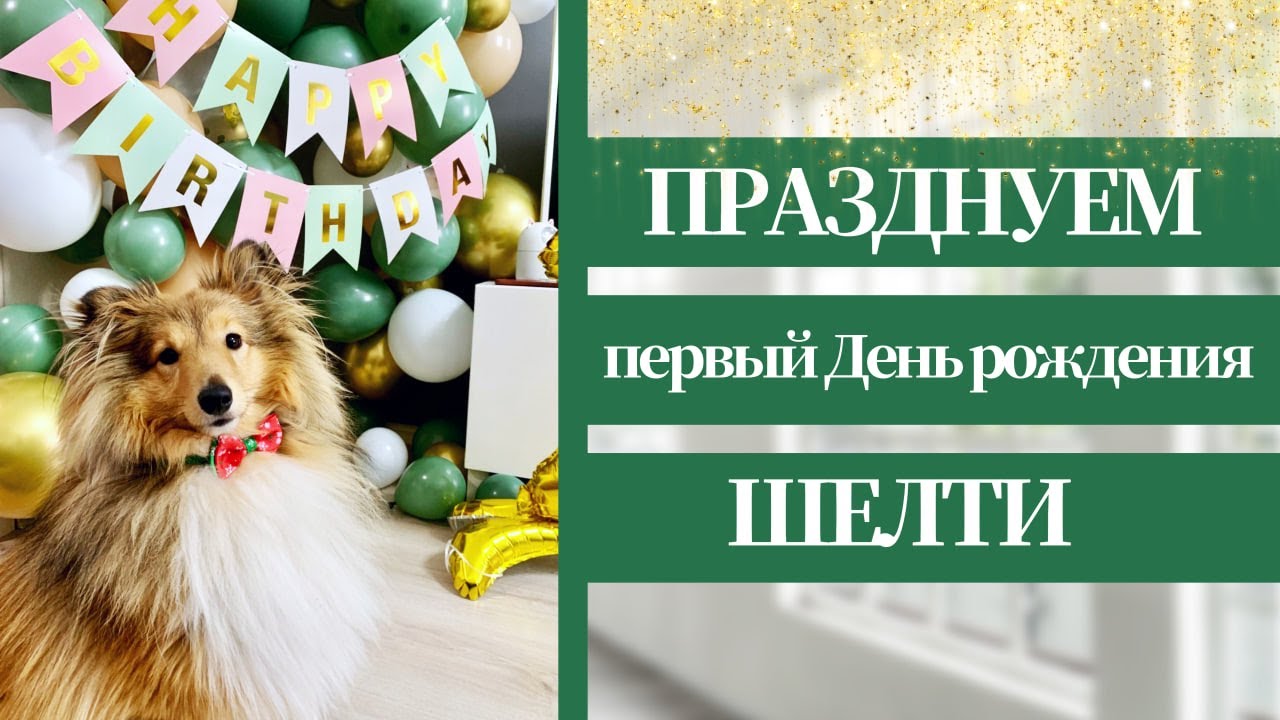 Празднуем первый День рождения ШЕЛТИ или как делать НЕ НАДО