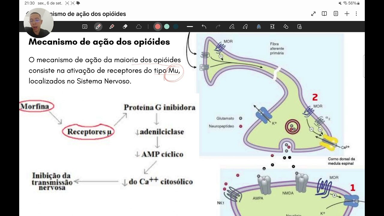 Mecanismo de ação dos analgésicos opióides
