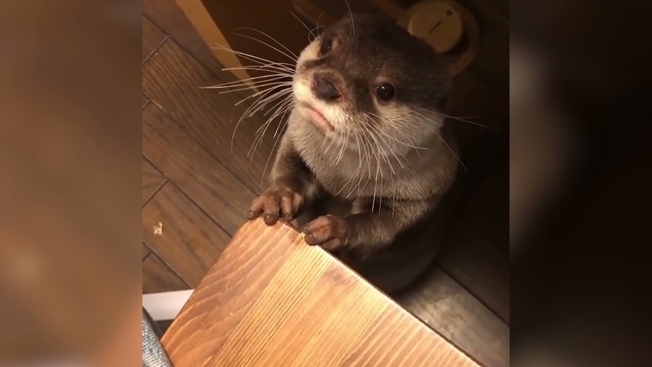Otter Makes Adorable Noises When Asking for Dinner