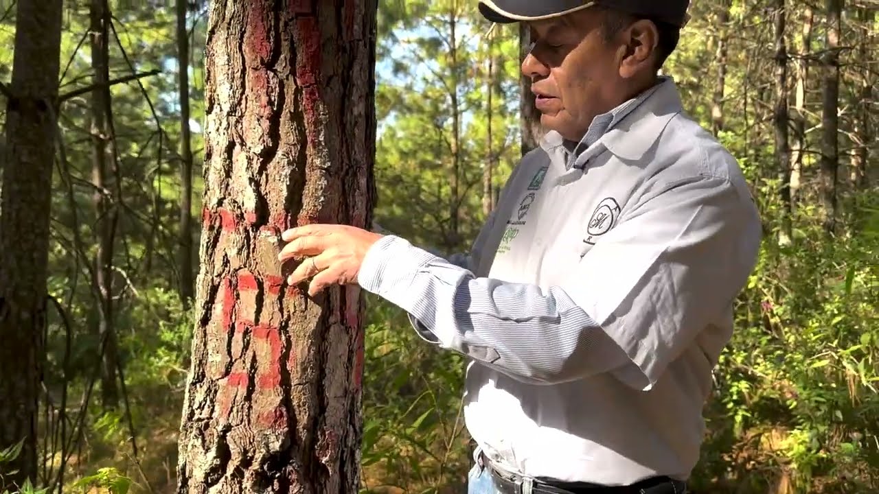 Conservación de Ecosistemas Forestales