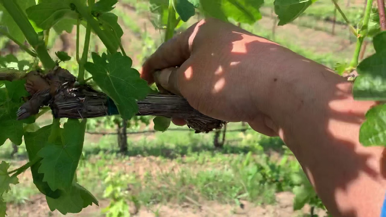 Soca en Napa valley 5/16/2019