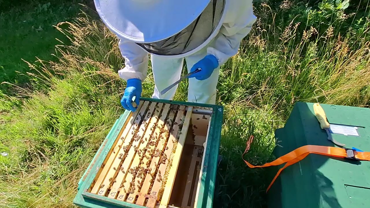 01.07.25 Alles läuft nach Plan mit den Ablegern - Die nächste Kontrolle steht an!