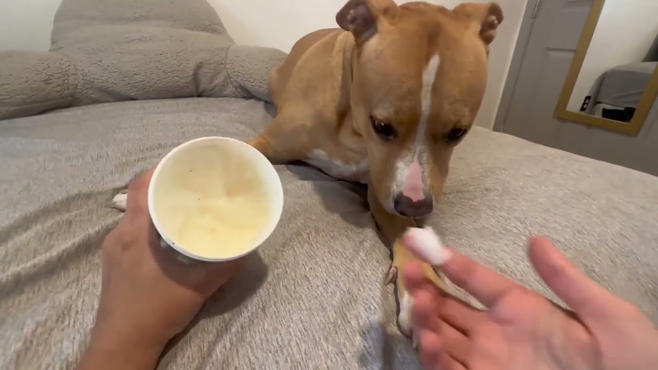 Honest Review of Musher's Secret Dog Paw Wax