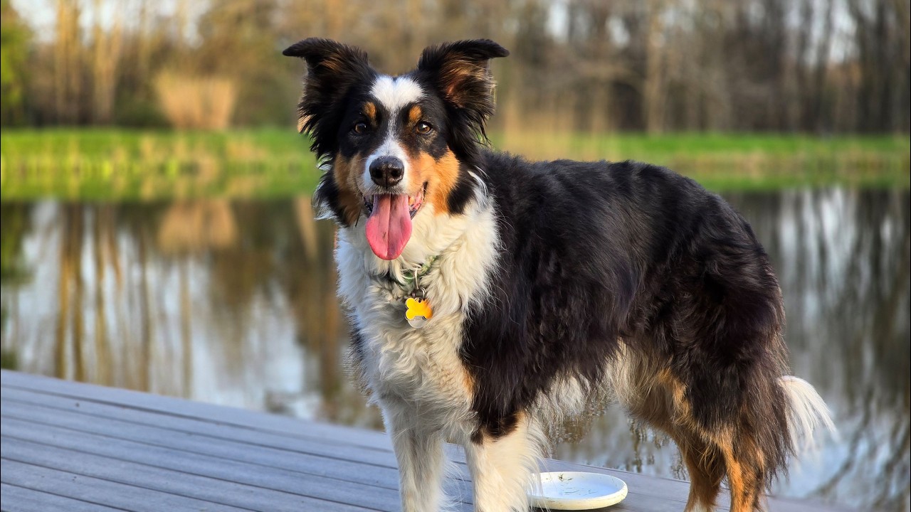 Memories of our Bran, April 30, 2011 - January 13, 2026