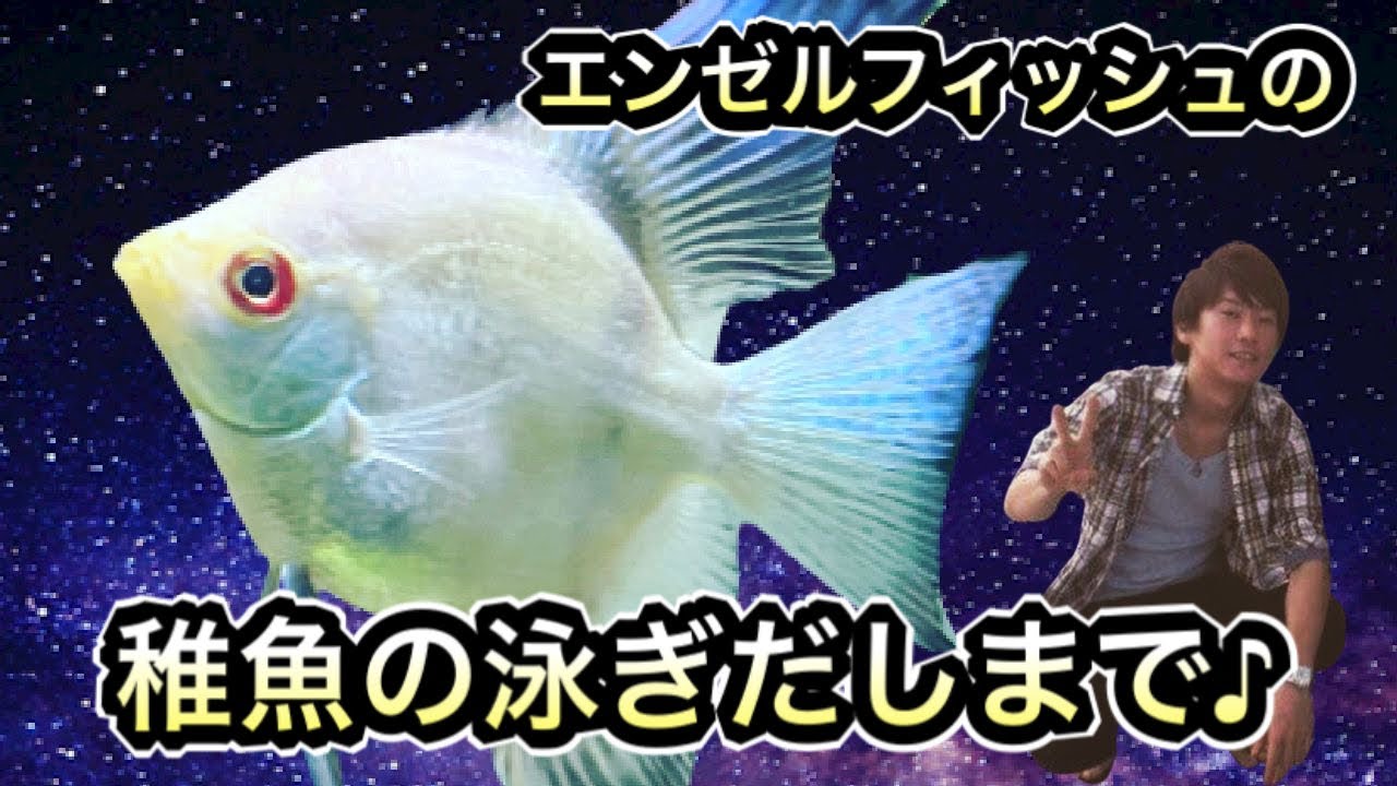 エンゼルフィッシュの稚魚飼育