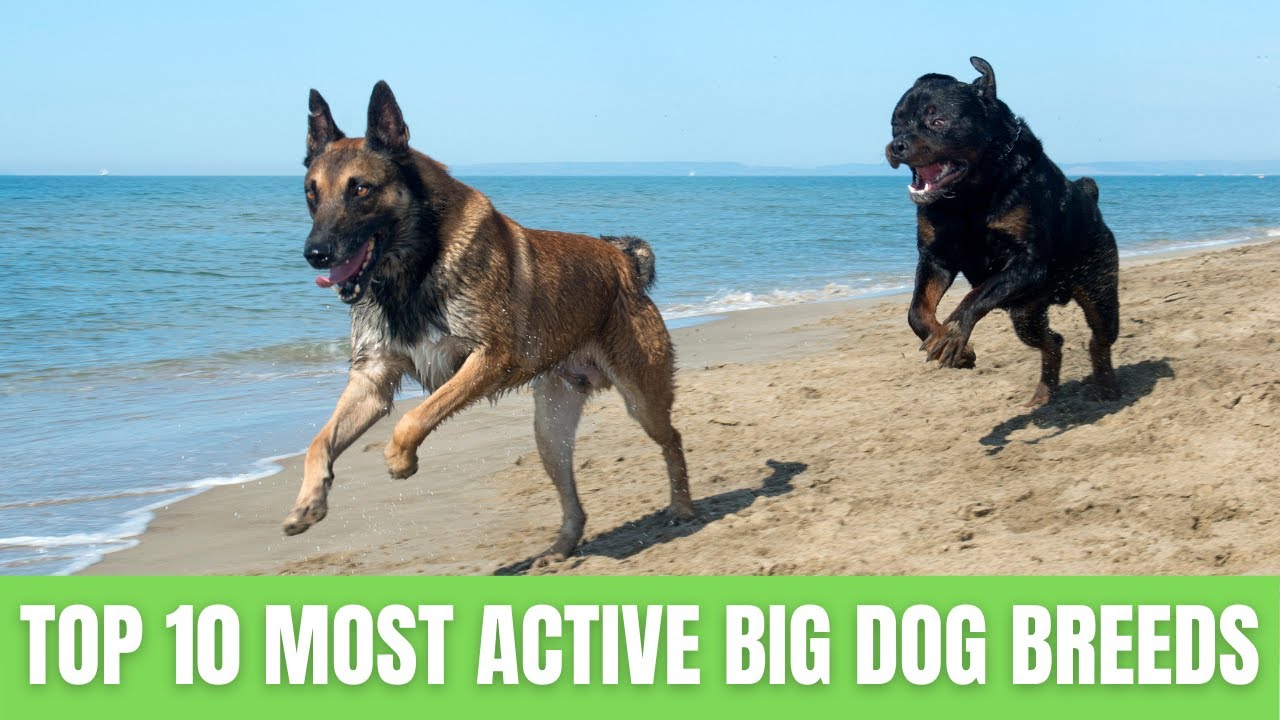 10 Most Active Big Dog Breeds - These Are 10 Most Active Dog Breeds