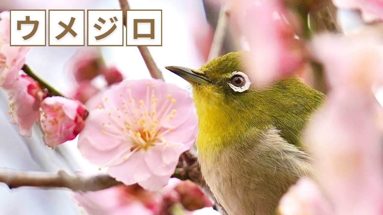 【野鳥撮影Vlog】早春の使者、ウメジロー撮ったら最高だった！初心者でも映える写真や動画が撮れる