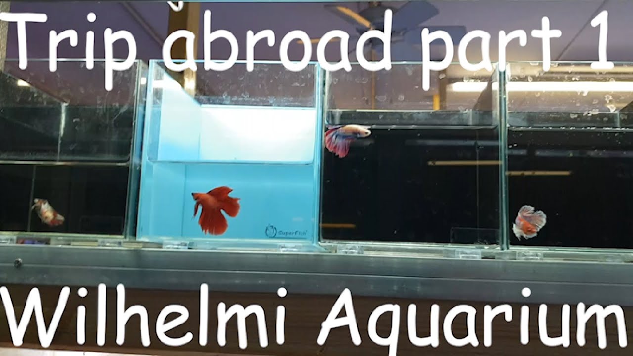Trip abroad part 1 Wilhelmi aquarium