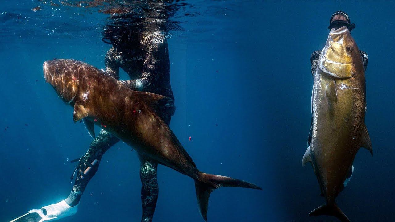 Deep Drop Spearfishing Baja Amberjack