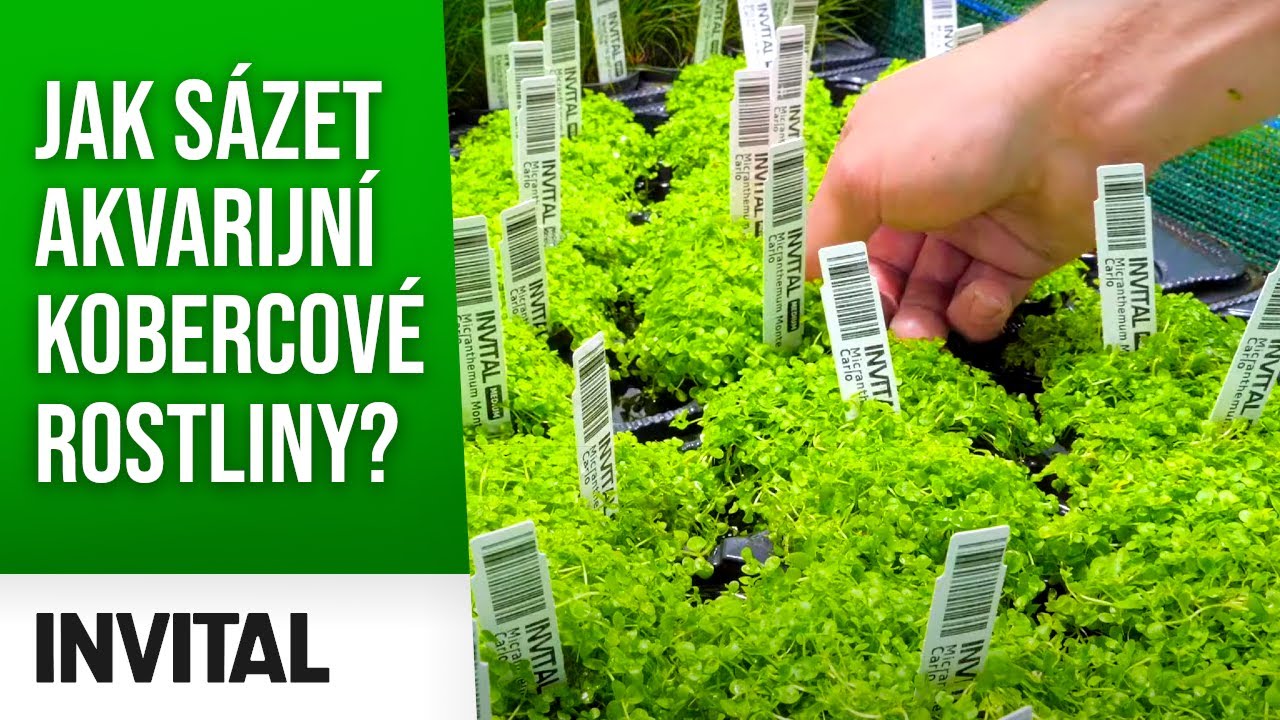 Jak sázet rostliny🌱 do akvária🐟 - kobercové rostliny | INVITAL