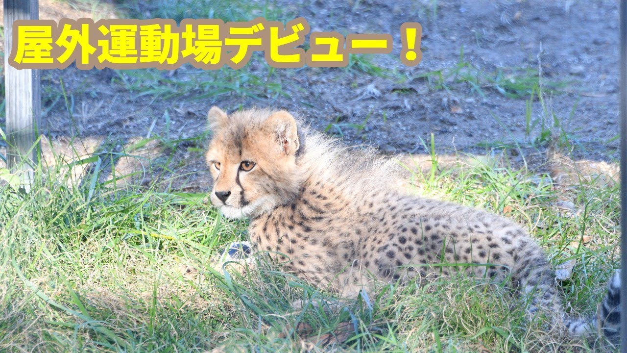 【チーターのこども】屋外運動場にデビュー！