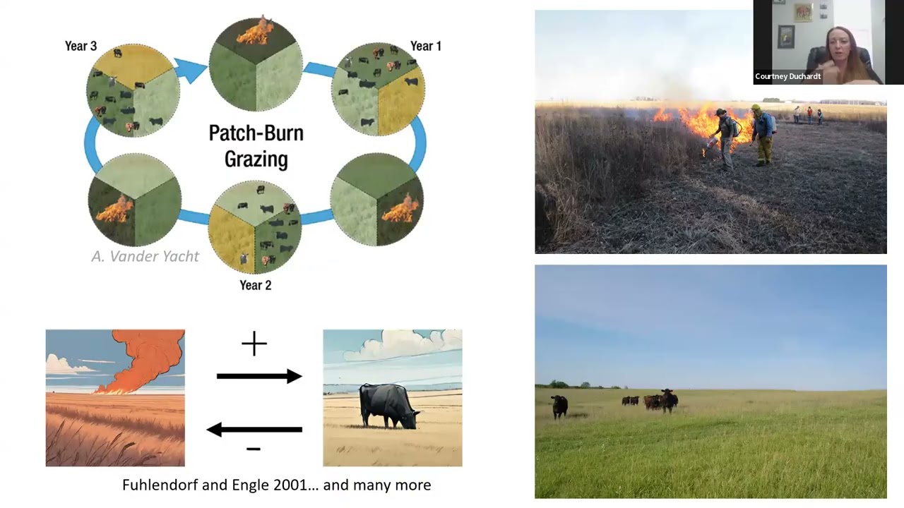 Considering disturbance interactions for grassland wildlife management: More than just fire-grazing