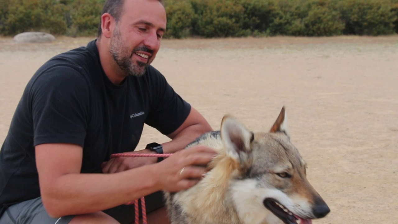 NO SOY UN LOBO, SOY UN PERRO