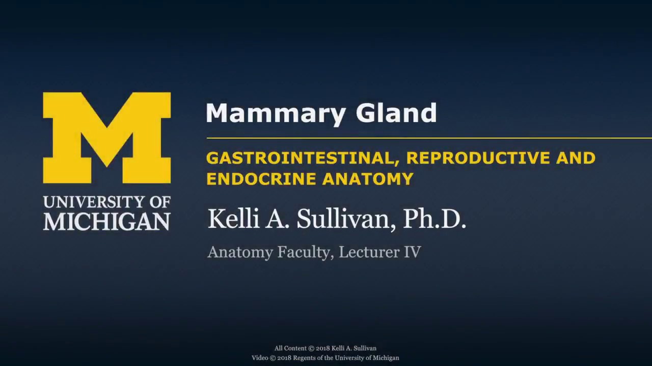 Endocrine System: Mammary Gland