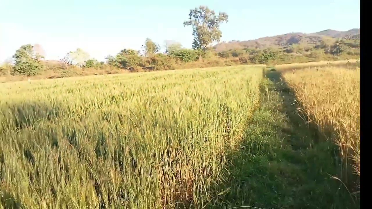 માલ‌ પોકારો 🌞⚡🌄