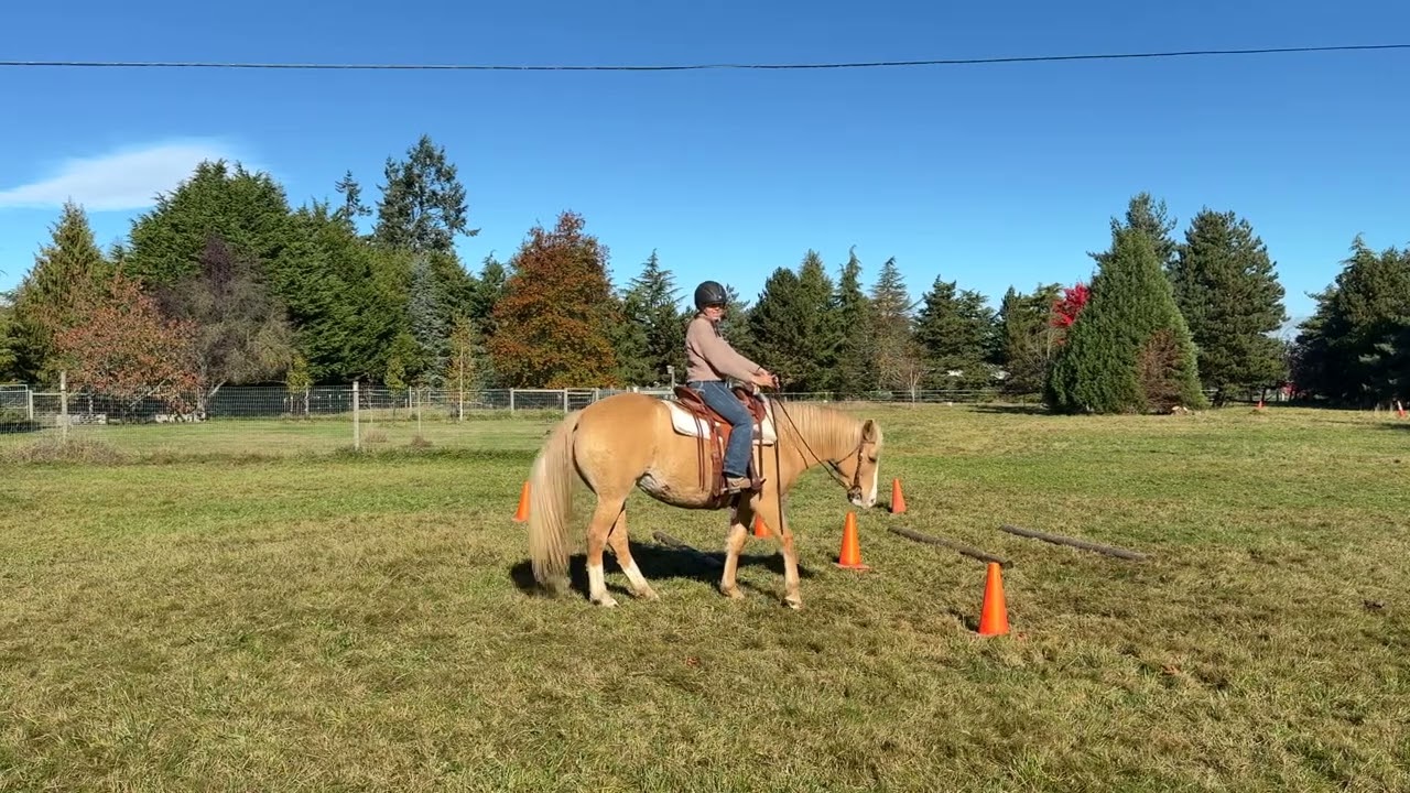 Trinity Trail Events - October Mustang Challenge - Alicia & Goldie - obstacle trail 
