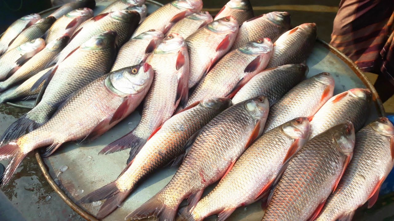 Biggest Fish Market in the world || Amazing Fish Market || Cheapest Fish Market in India ||
