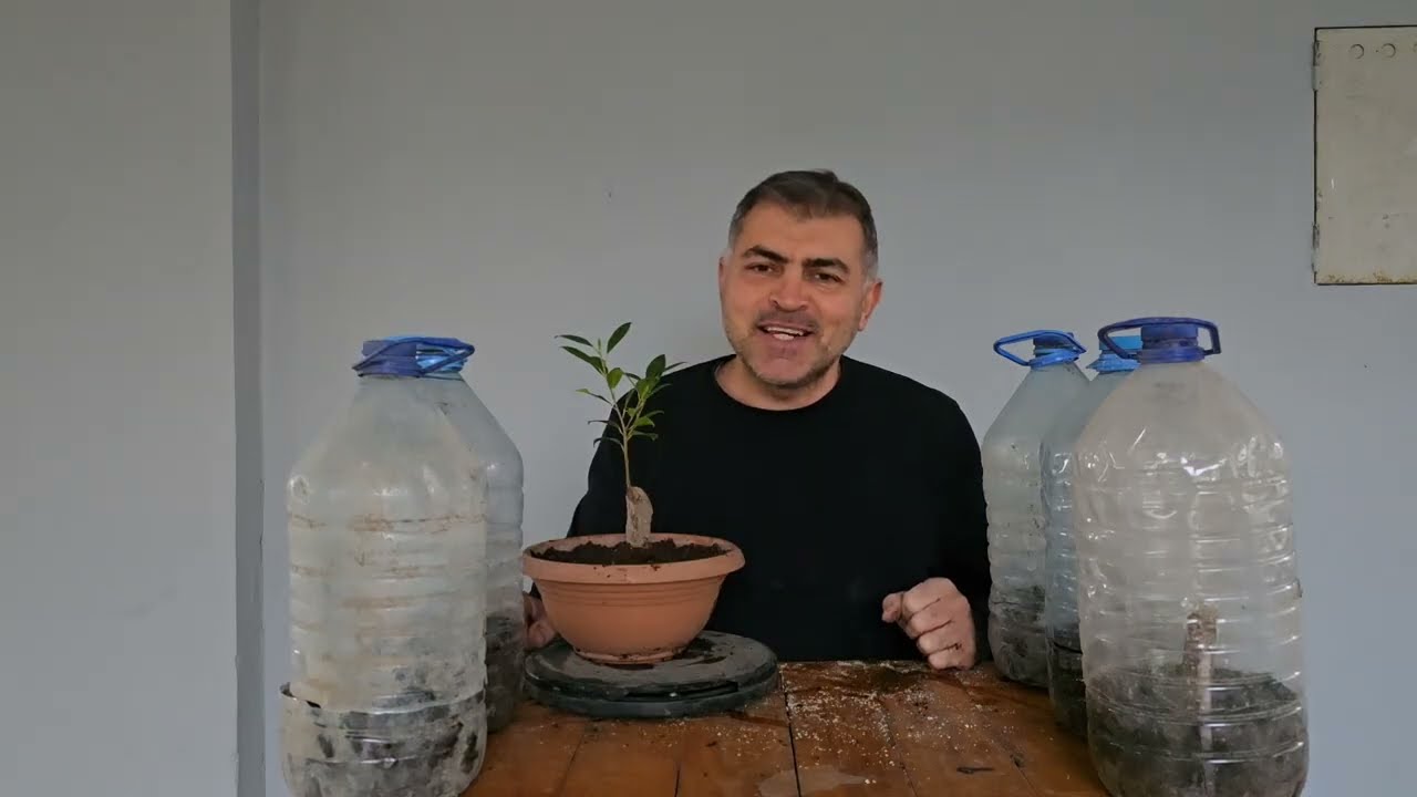 Kalın Dalda Bol Bol Kök Oluşturma