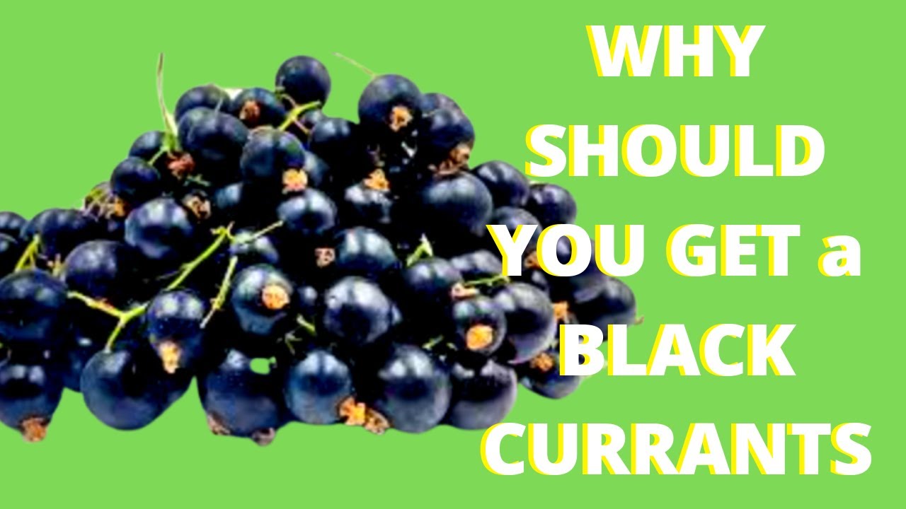 Why Buy Multivitamins? Just get the Black Currants! Watch this! | With Aelita
