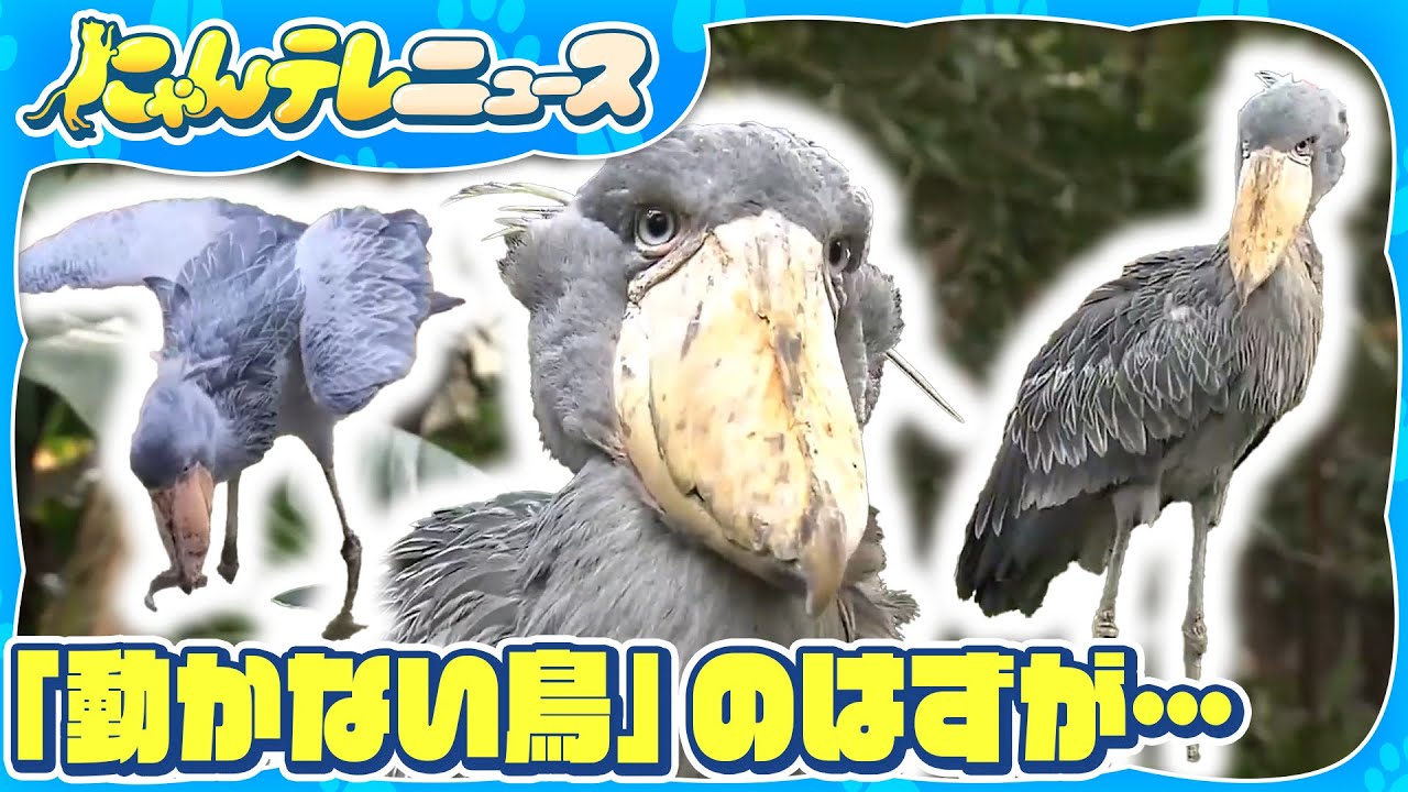 【ハシビロコウ】ハシビロコウが栃木・那須から高知へ“嫁入り”／見事な狩り  俊敏な動きがSNSで話題  高知　など
