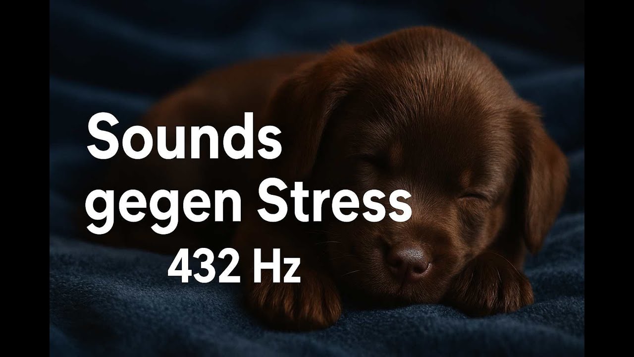Musik gegen Stress bei Hunden &ndash; 432 Hz zur Beruhigung & Entspannung