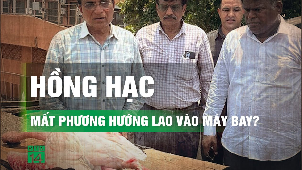 Hàng chục con hồng hạc rơi xuống đất do va chạm với máy bay chở khách? | VTC14
