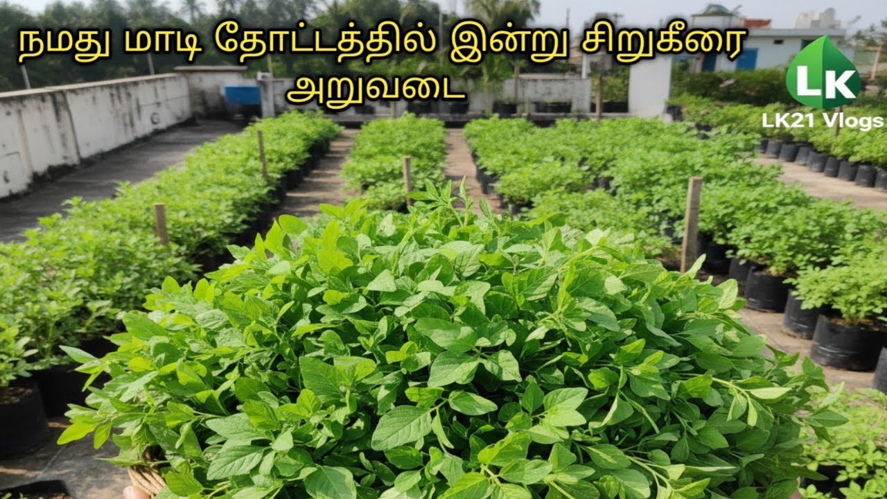 நமது மாடி தோட்டத்தில் இன்று சிறுகீரை அறுவடை 