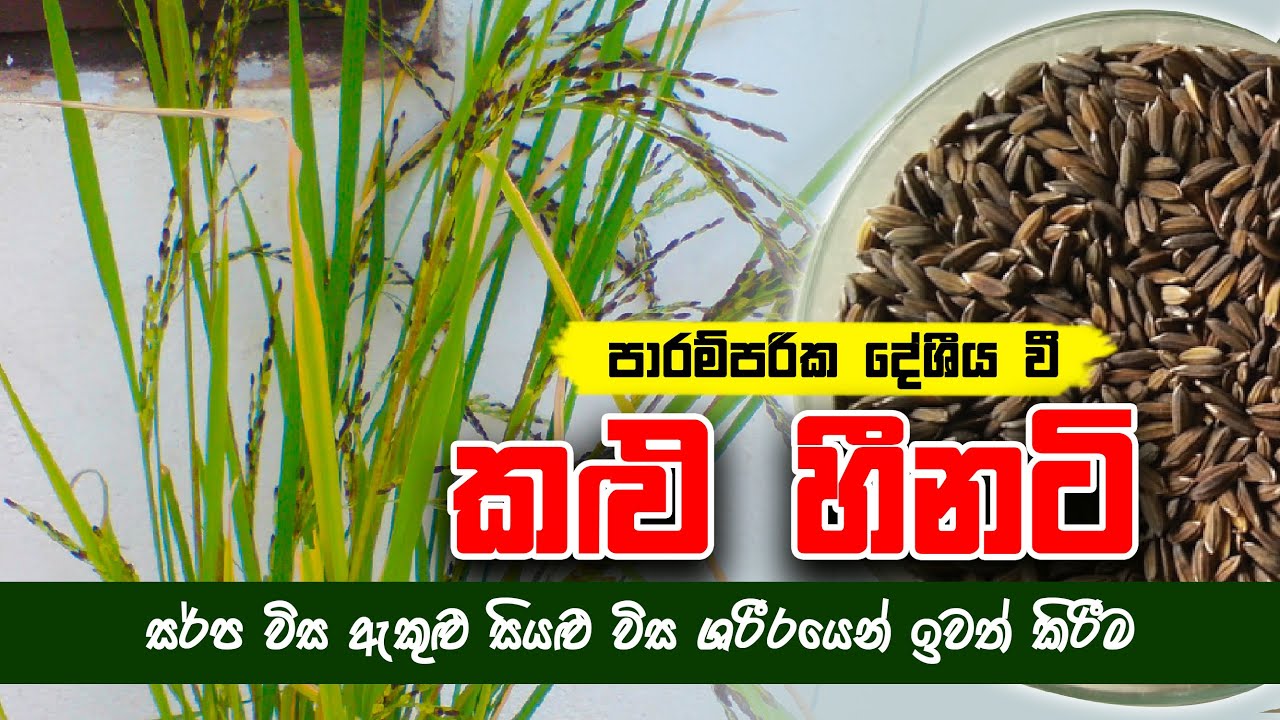 ඔබ දන්නවාද සර්ප විස ඇතුළු සියලු විස ශරීරයෙන් ඉවත් කිරීමේ හැකියාව කළු හීනටි වලට ඇත...