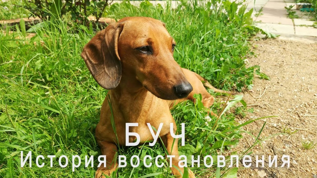 Дископатия у таксы, восстановление