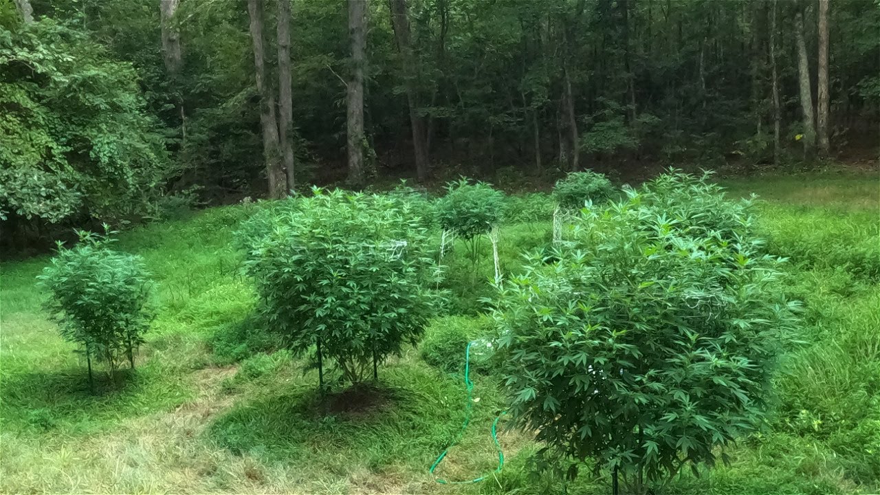 2023 Outdoor Cannabis grow site 1 Aug 26th update! Buds are stacking and getting frosty