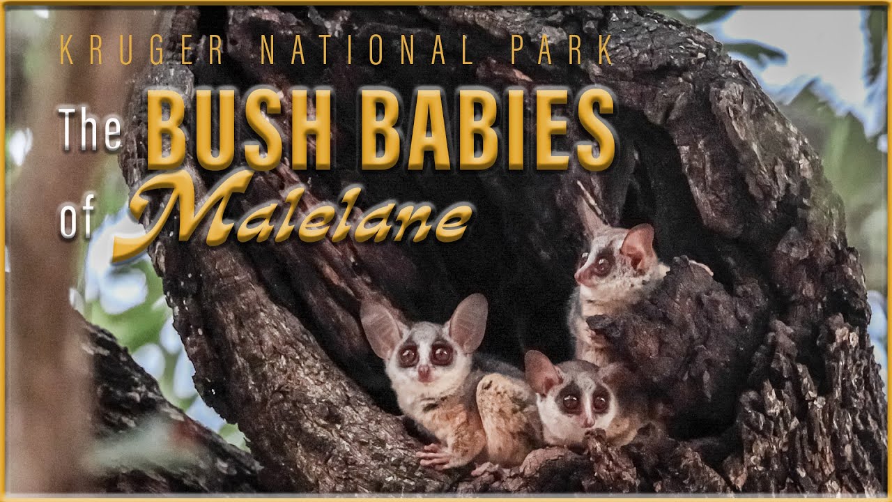 Kruger National Park: The Bush Babies Of Malelane