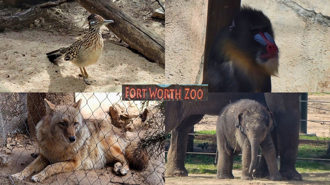 Cute & Funny Moments @ The Fort Worth Zoo!! (2/25/26)