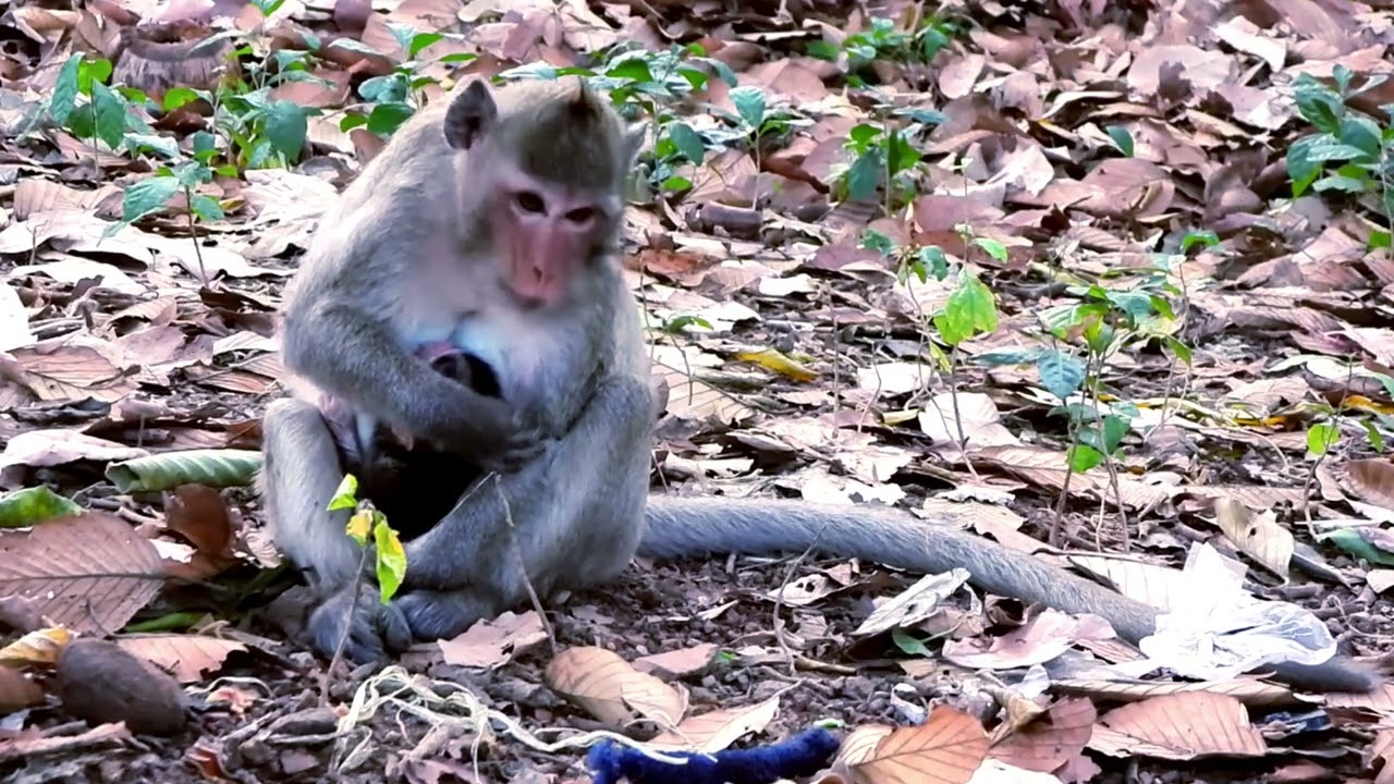 Sweet Mama Jazzy Gives Enough Milk and Care to Her Beloved Baby Jiva 💕🐒